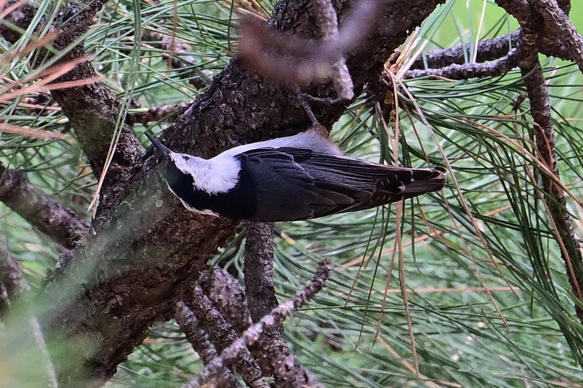 White-breasted Nuthatch - ML620430354