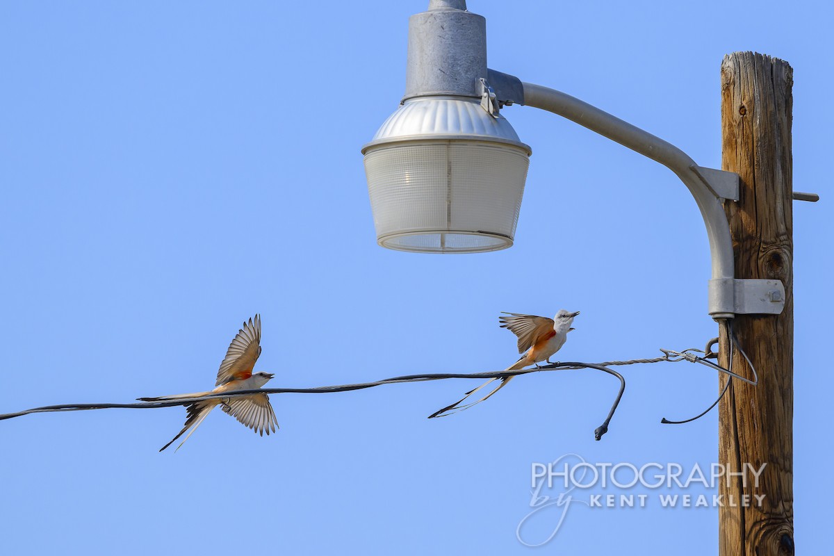 Scissor-tailed Flycatcher - ML620430356