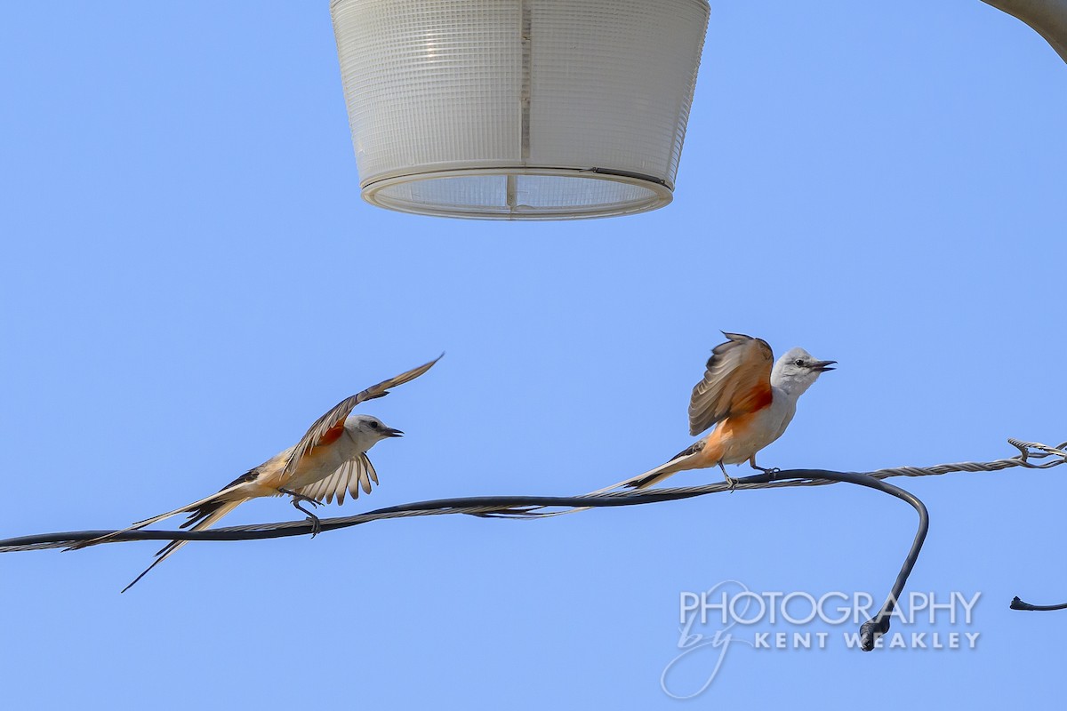 Scissor-tailed Flycatcher - ML620430357