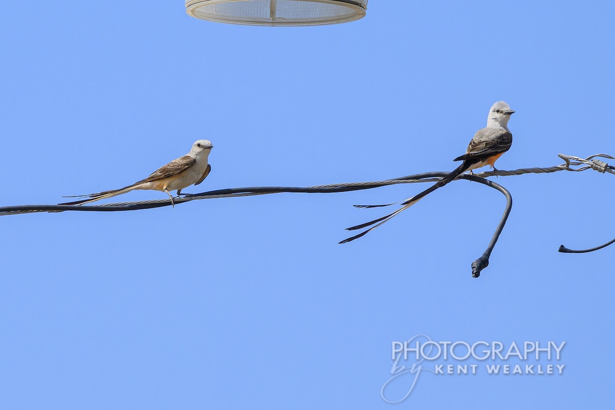 Scissor-tailed Flycatcher - ML620430359