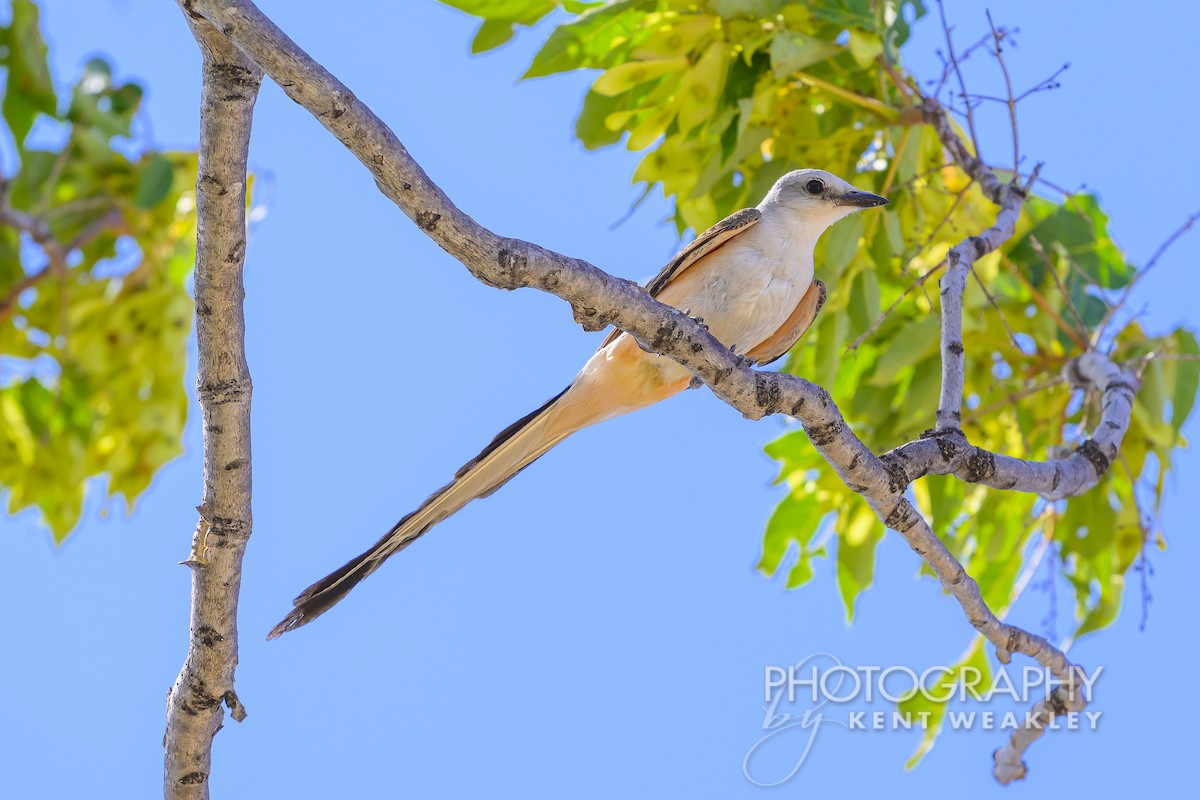 Scissor-tailed Flycatcher - ML620430360