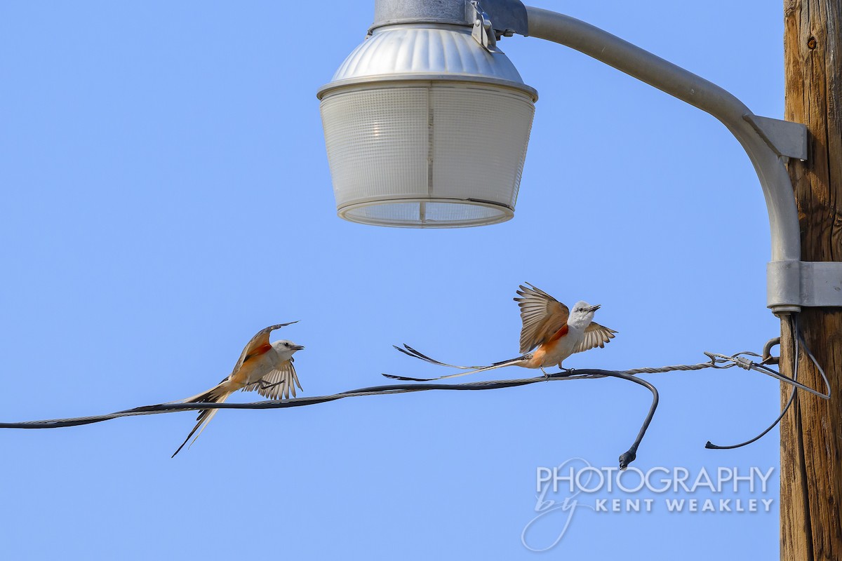 Scissor-tailed Flycatcher - Kent Weakley