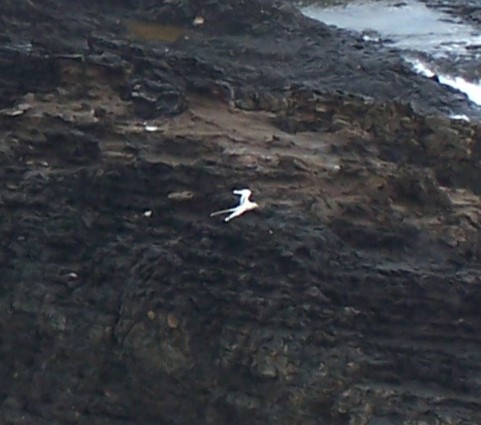 White-tailed Tropicbird - ML620430365