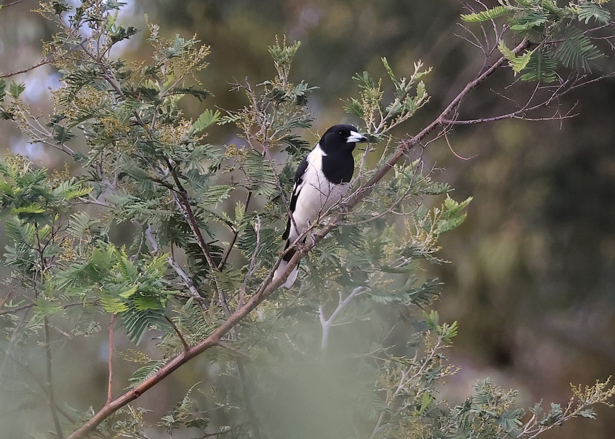 Pied Butcherbird - ML620430367