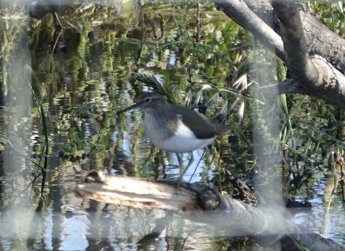 Common Sandpiper - ML620430369