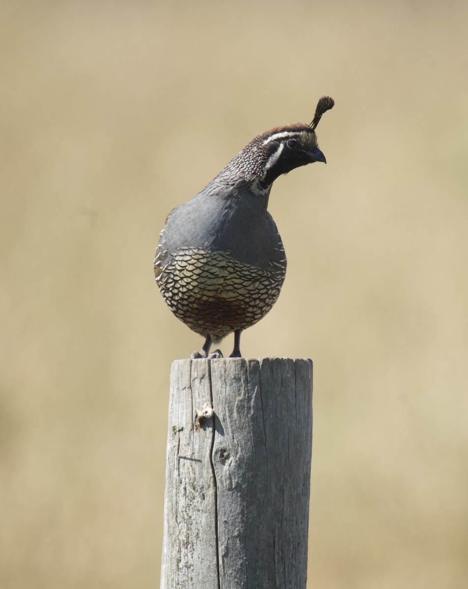 California Quail - ML620430372