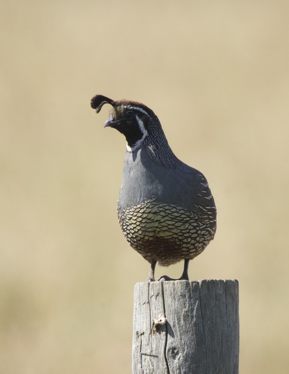 California Quail - ML620430373