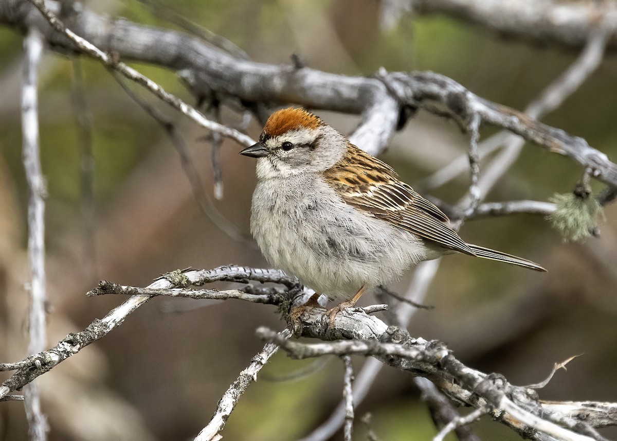 Chipping Sparrow - ML620430374