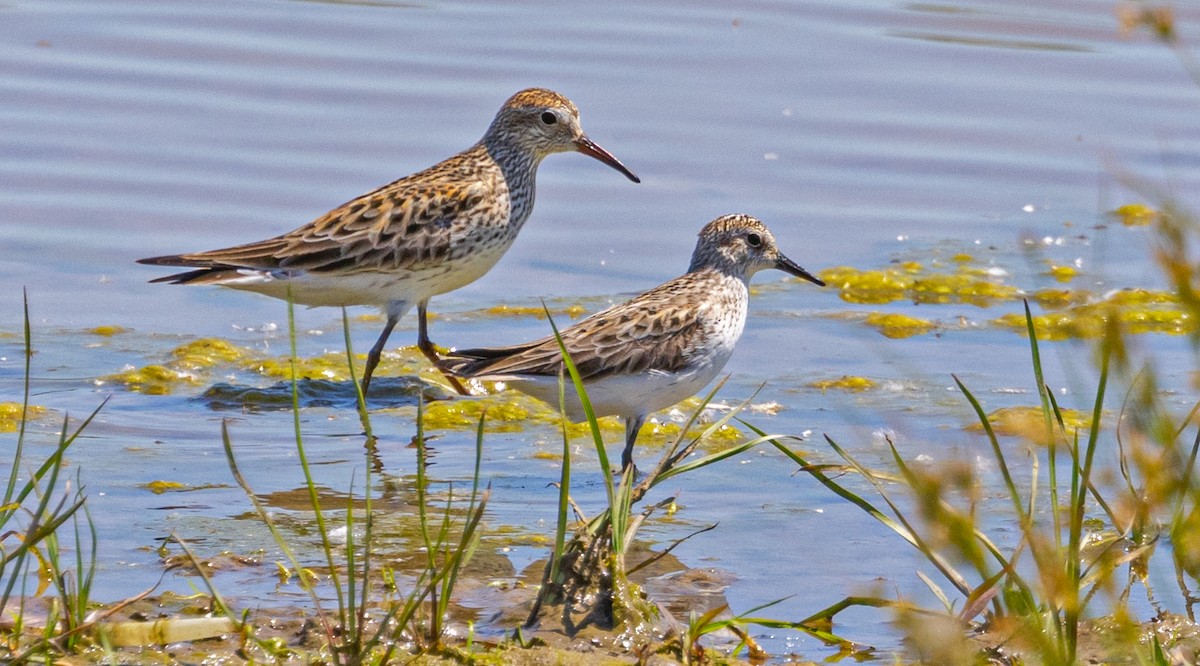 Weißbürzel-Strandläufer - ML620430375