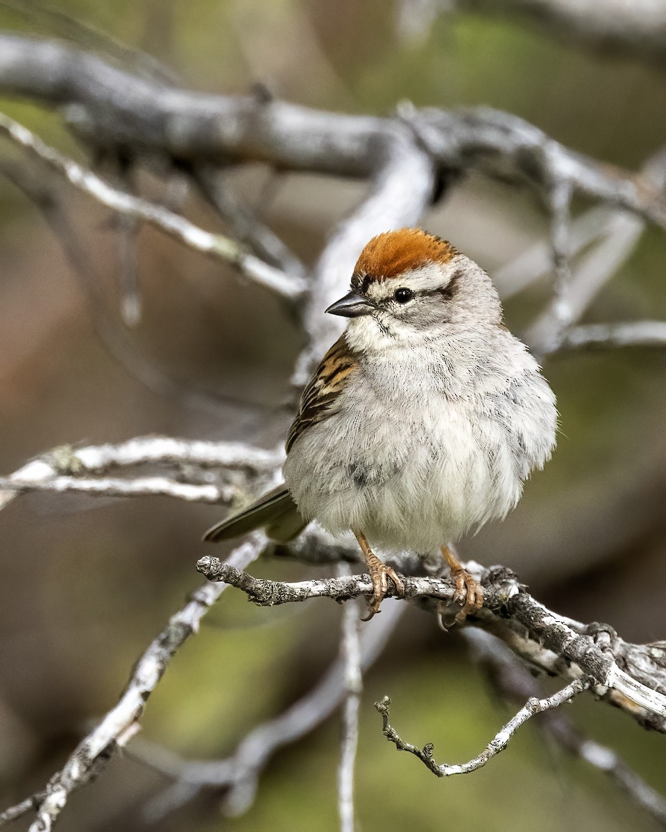 Chipping Sparrow - ML620430376