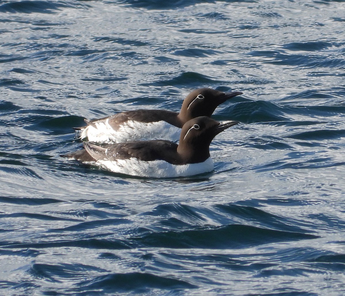 Guillemot marmette - ML620430377