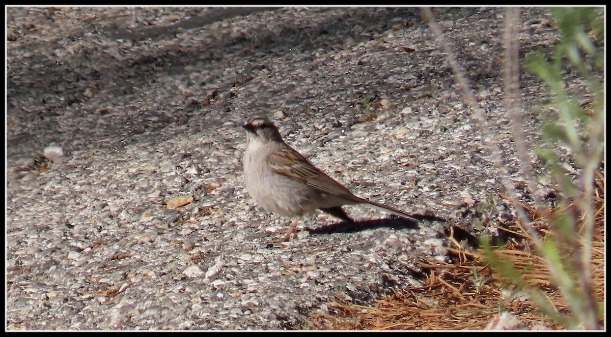Chipping Sparrow - ML620430379
