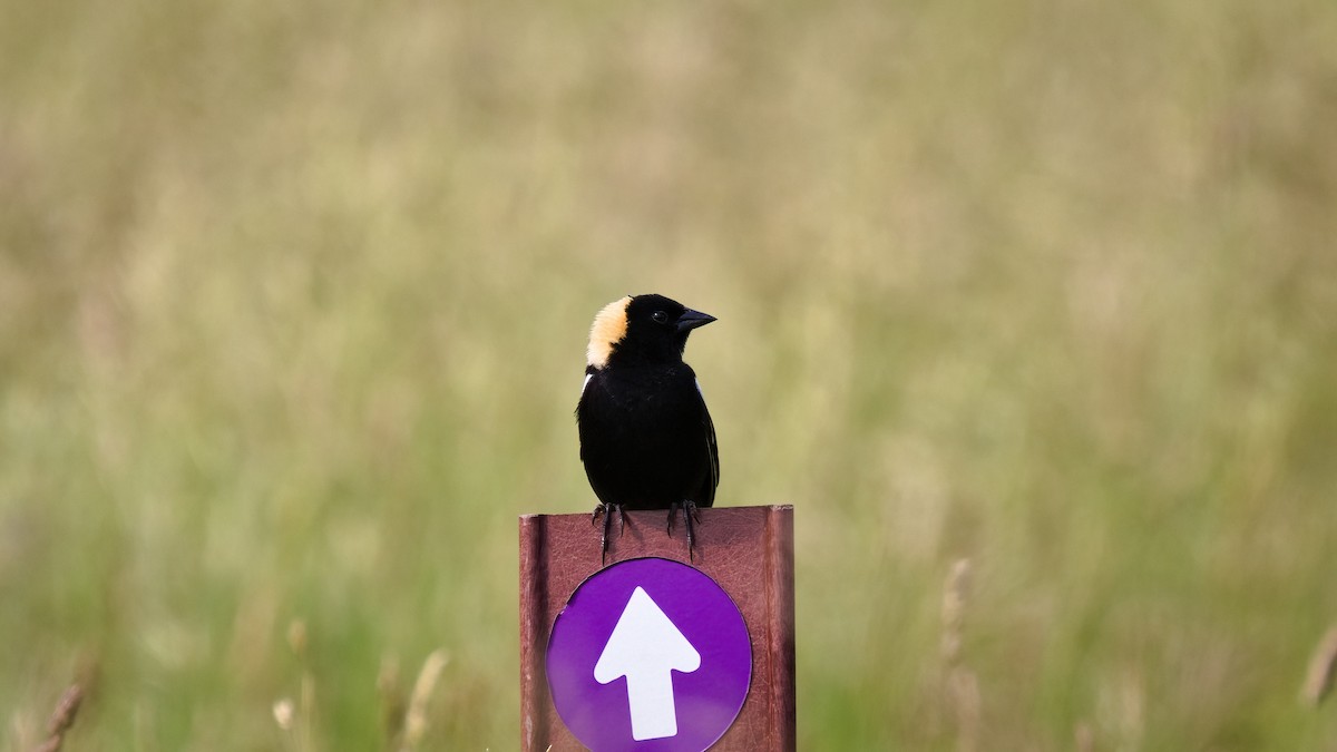 bobolink americký - ML620430385