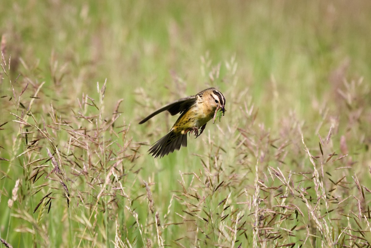 bobolink americký - ML620430386