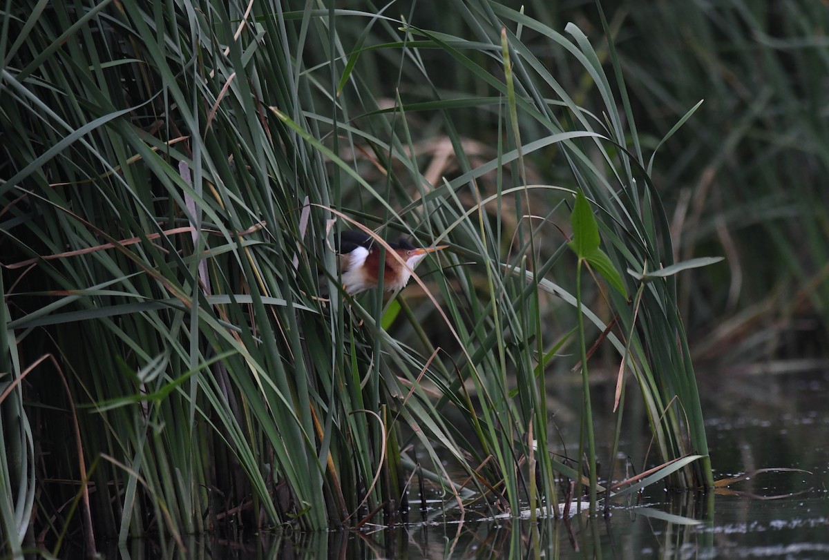 Least Bittern - ML620430387