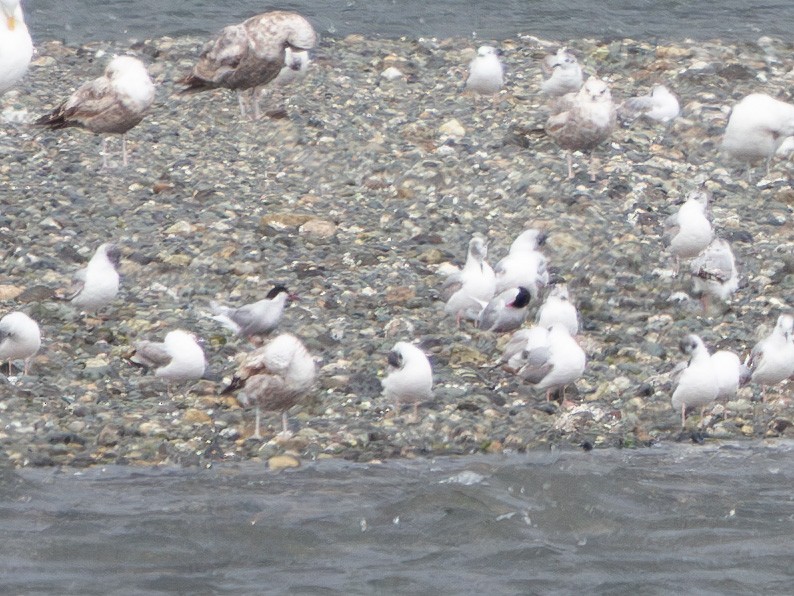 Arctic Tern - ML620430388