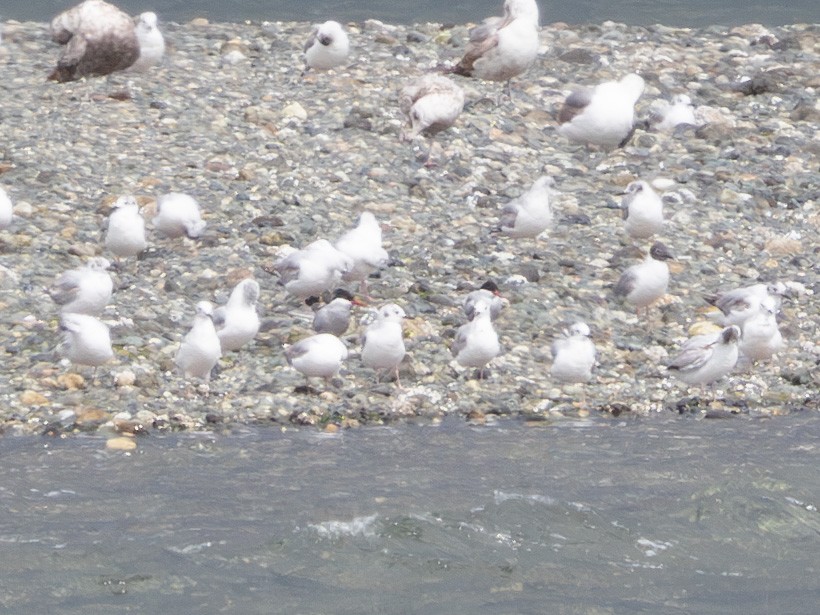 Arctic Tern - ML620430389