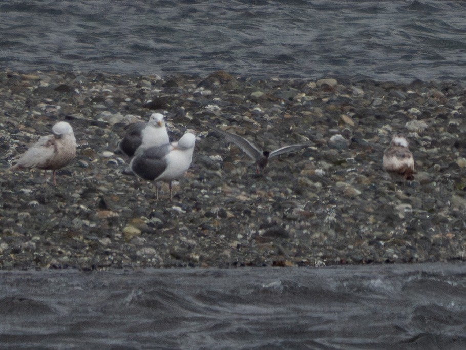 Arctic Tern - ML620430390