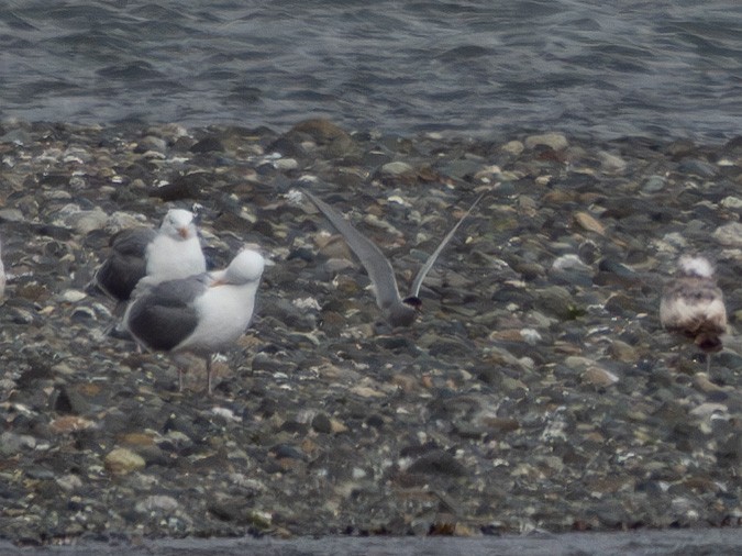 Arctic Tern - ML620430391