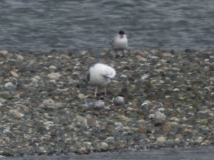 Arctic Tern - ML620430393