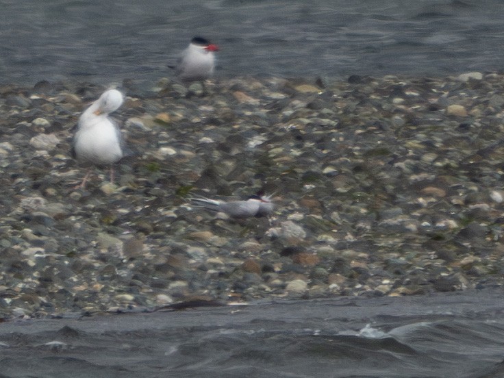 Arctic Tern - ML620430397