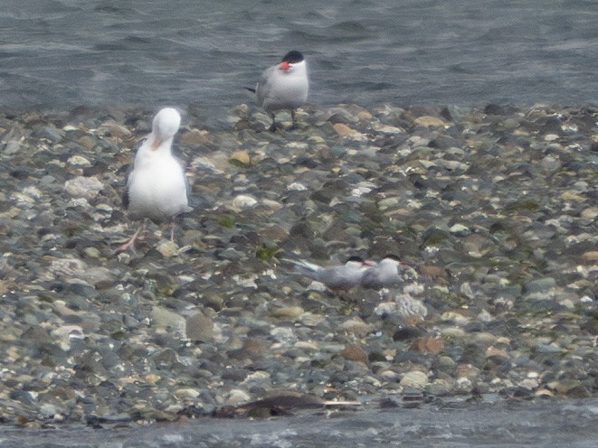 Arctic Tern - ML620430398