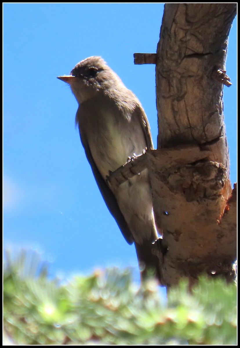 Western Wood-Pewee - ML620430400