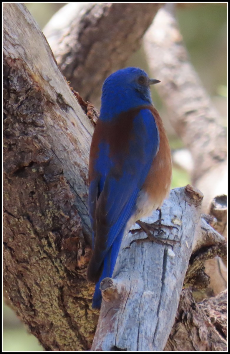 Western Bluebird - ML620430402