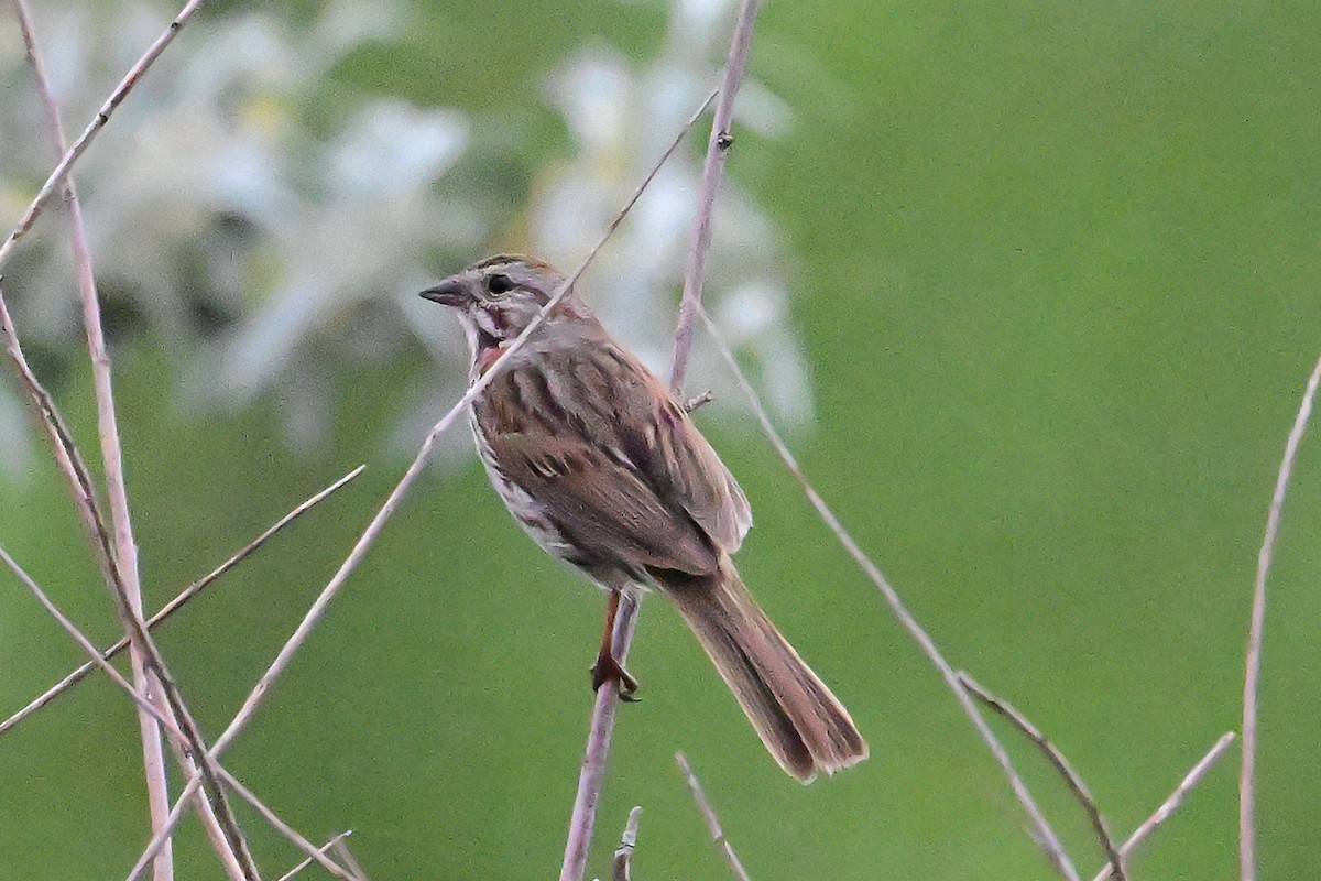 Song Sparrow - ML620430411