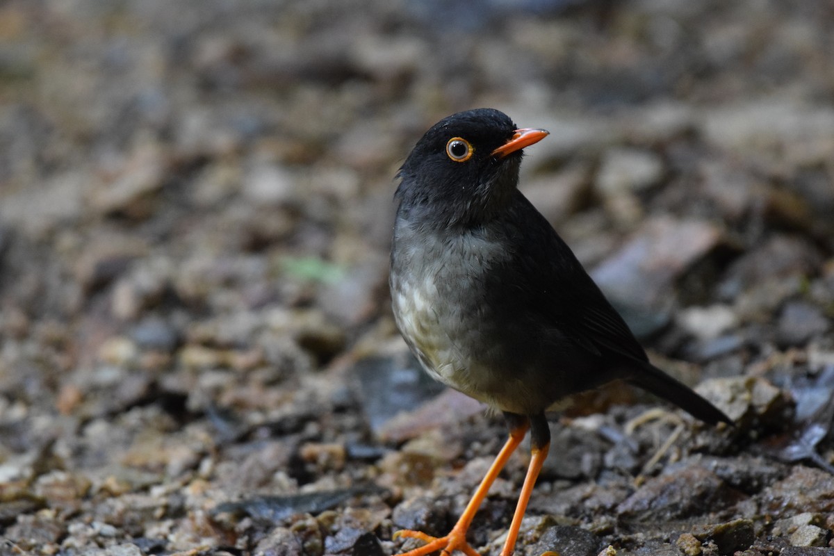 Slaty-backed Nightingale-Thrush - ML620430415