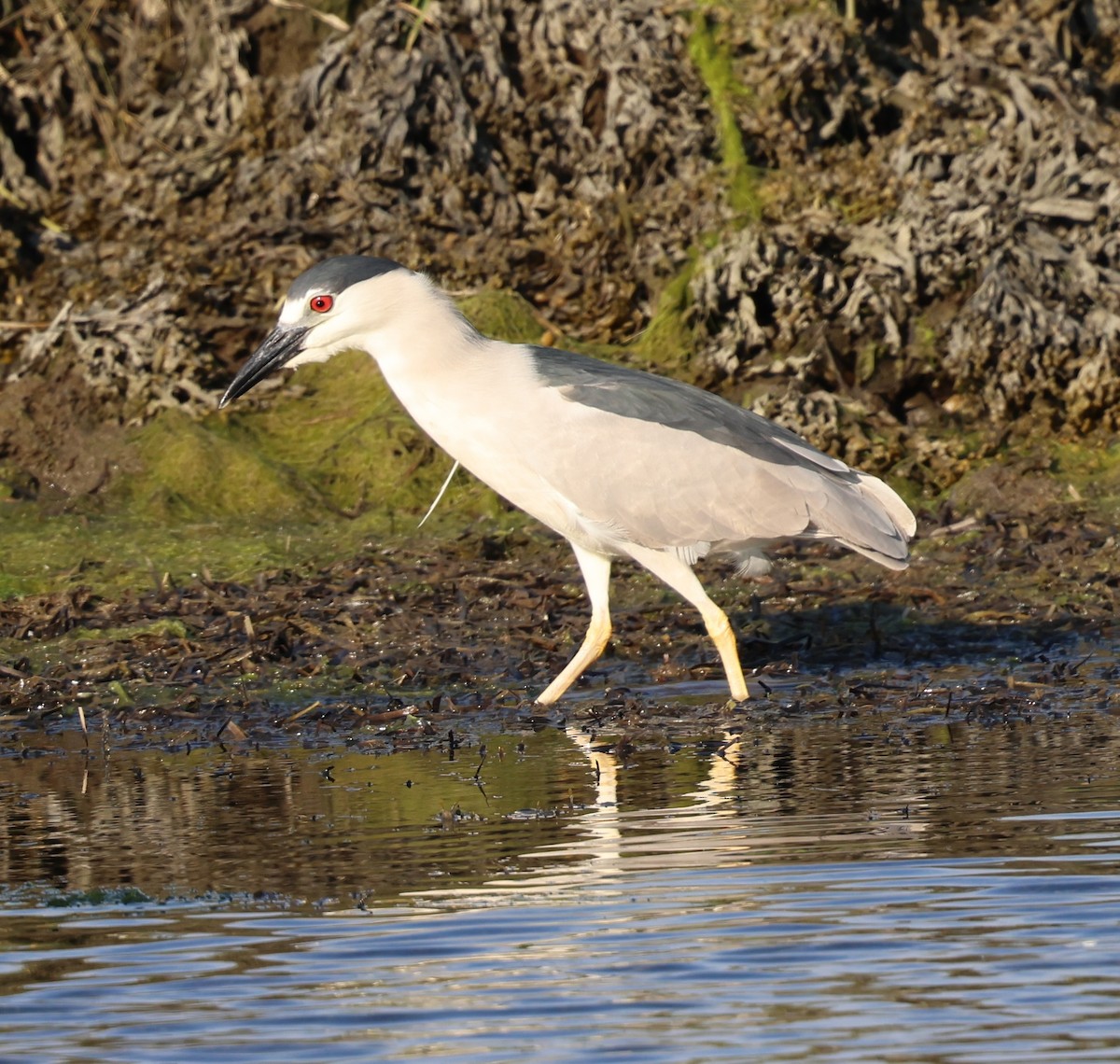 Black-crowned Night Heron - ML620430417