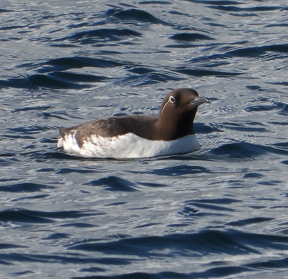 Guillemot marmette - ML620430418