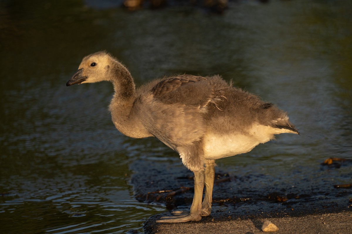 Canada Goose - ML620430419