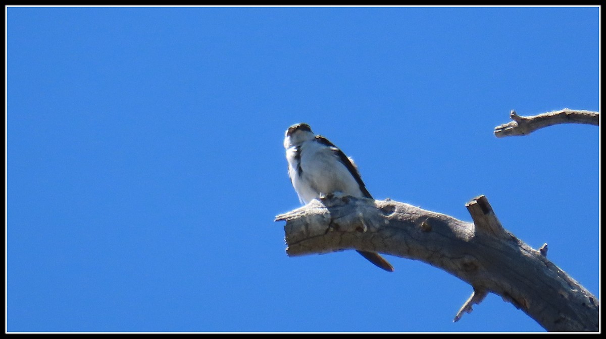 Violet-green Swallow - ML620430420