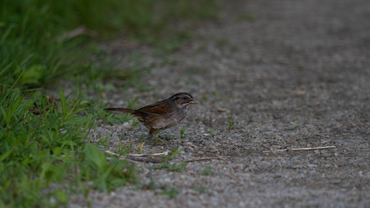 Swamp Sparrow - Tianshuo Wang