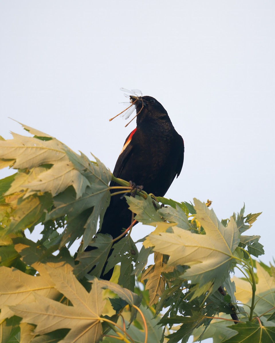 Red-winged Blackbird - ML620430424