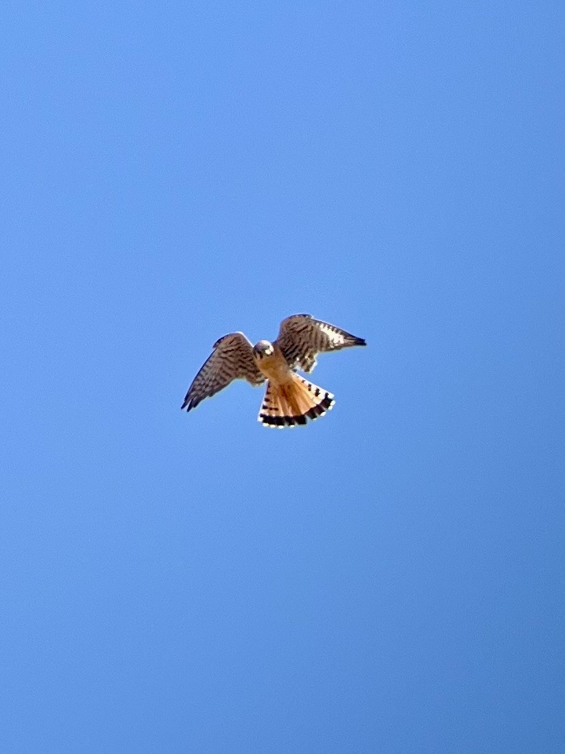 American Kestrel - ML620430425