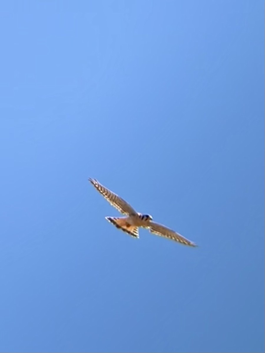 American Kestrel - ML620430426