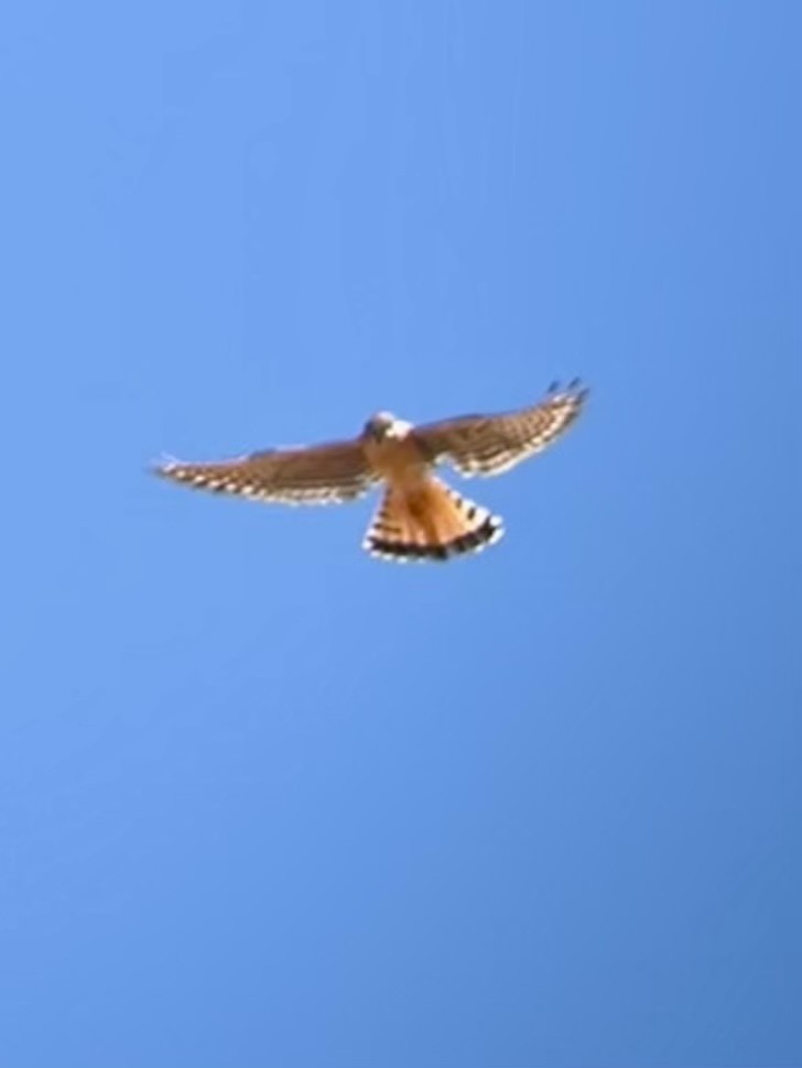 American Kestrel - ML620430428