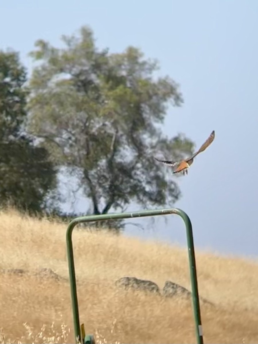 American Kestrel - ML620430430