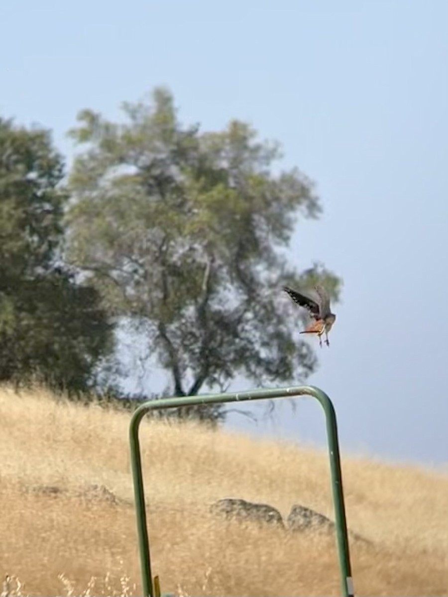 American Kestrel - ML620430431