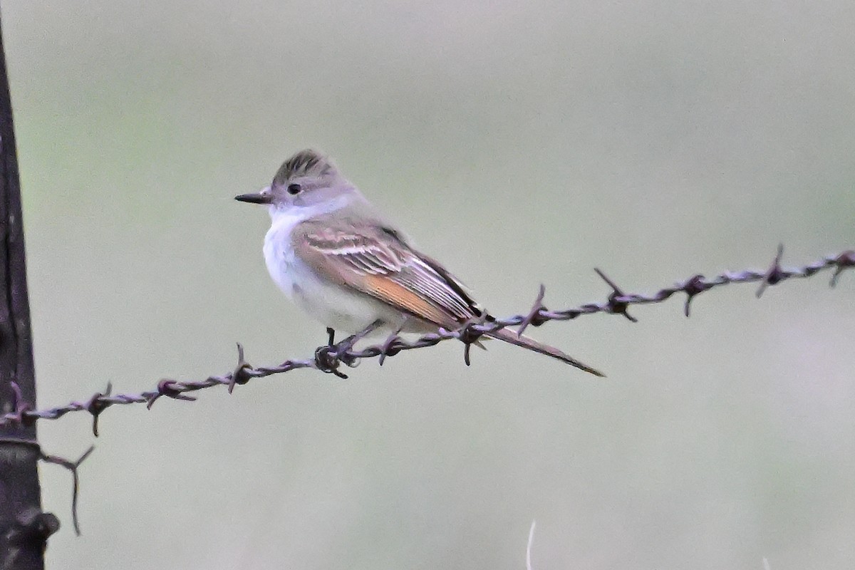 Ash-throated Flycatcher - ML620430434