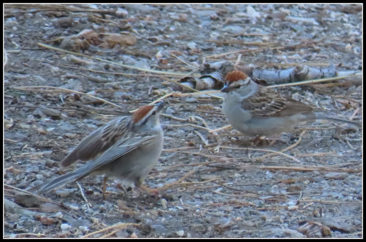 Chipping Sparrow - ML620430437