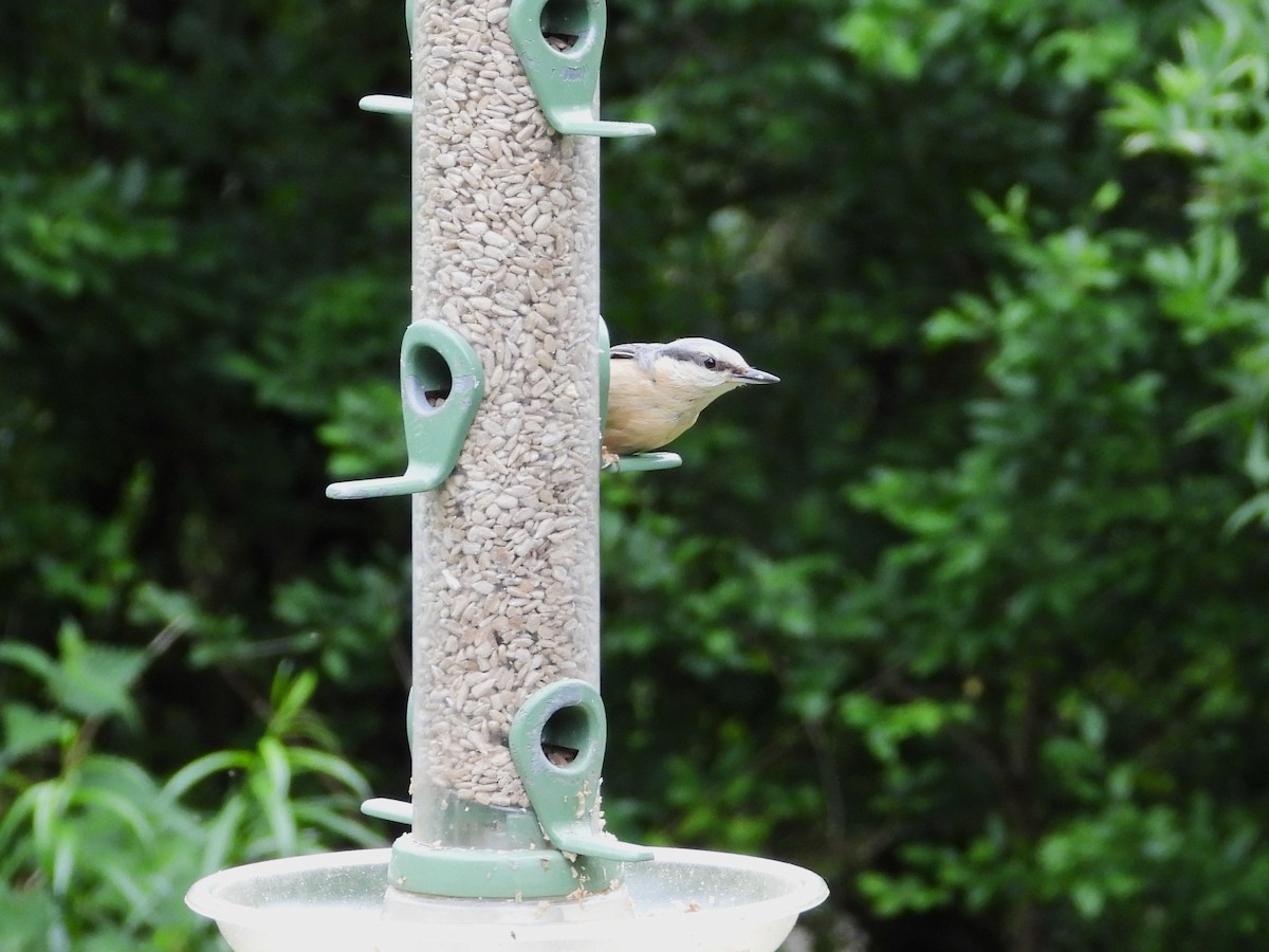 Eurasian Nuthatch - ML620430439