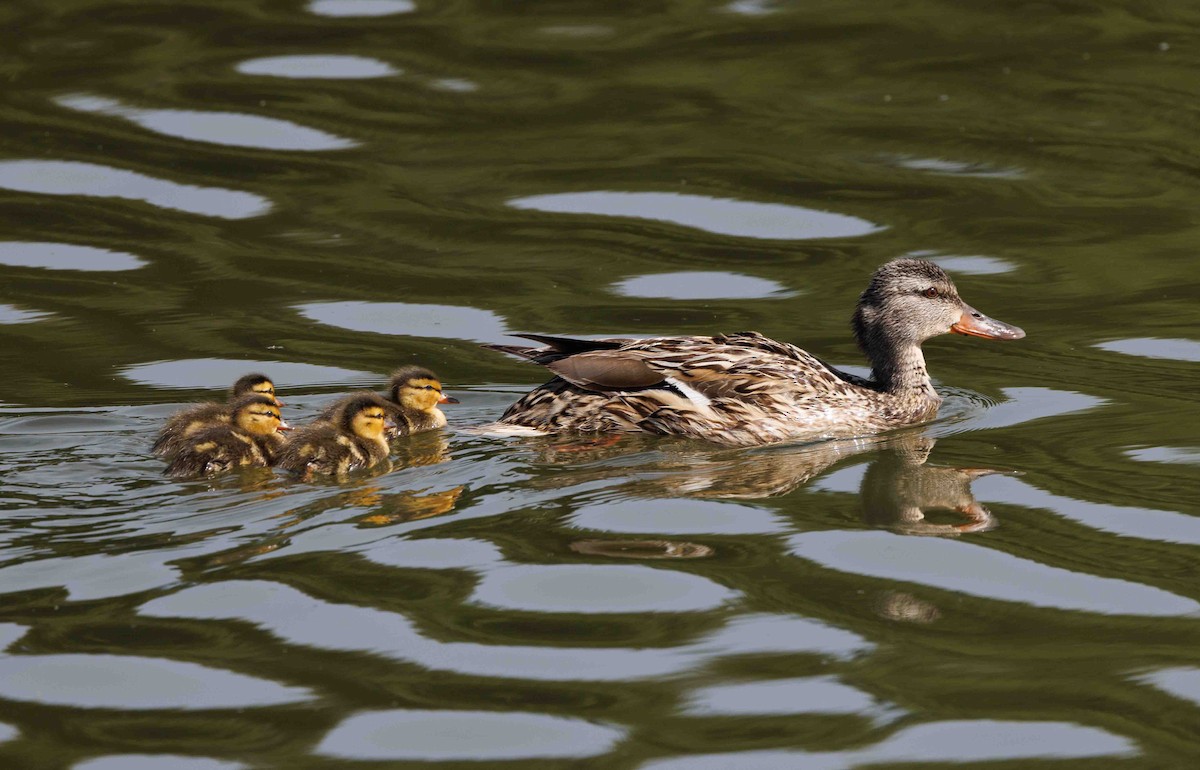 Canard colvert - ML620430447