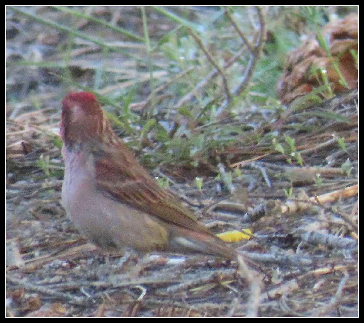 Cassin's Finch - ML620430448