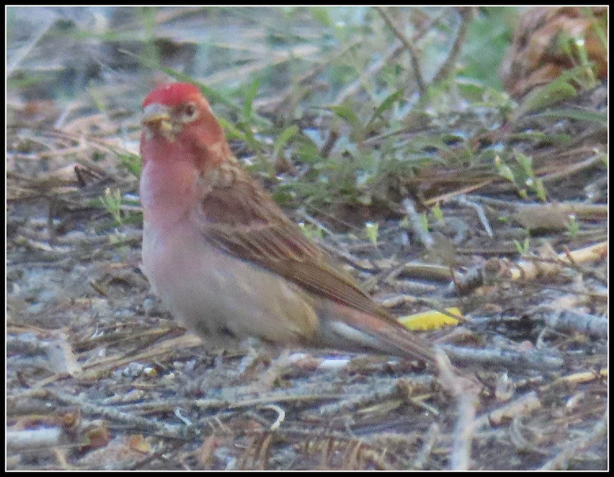 Cassin's Finch - ML620430449