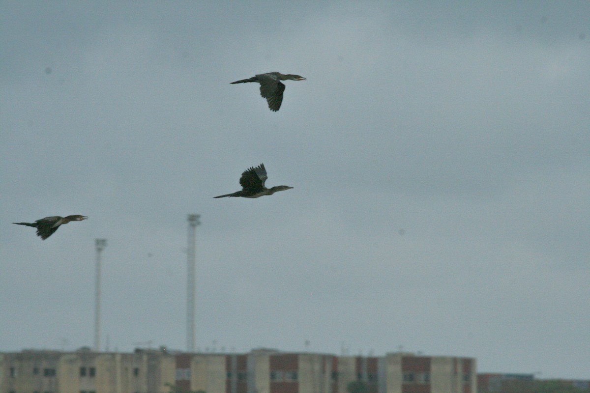 Long-tailed Cormorant - ML620430452