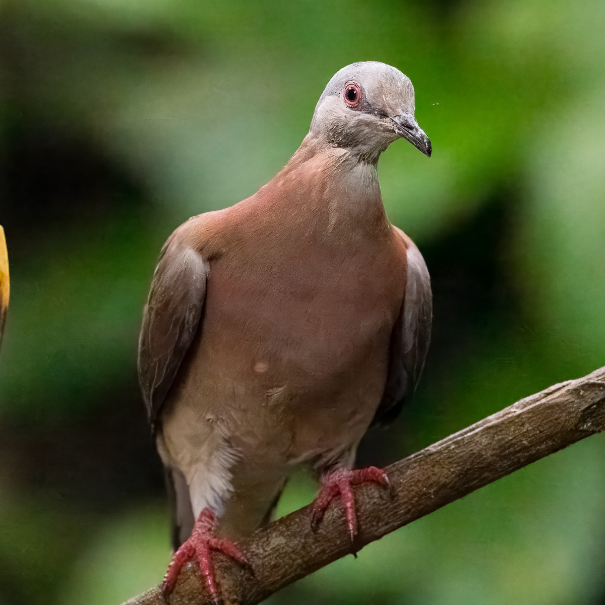 Pigeon rousset - ML620430453