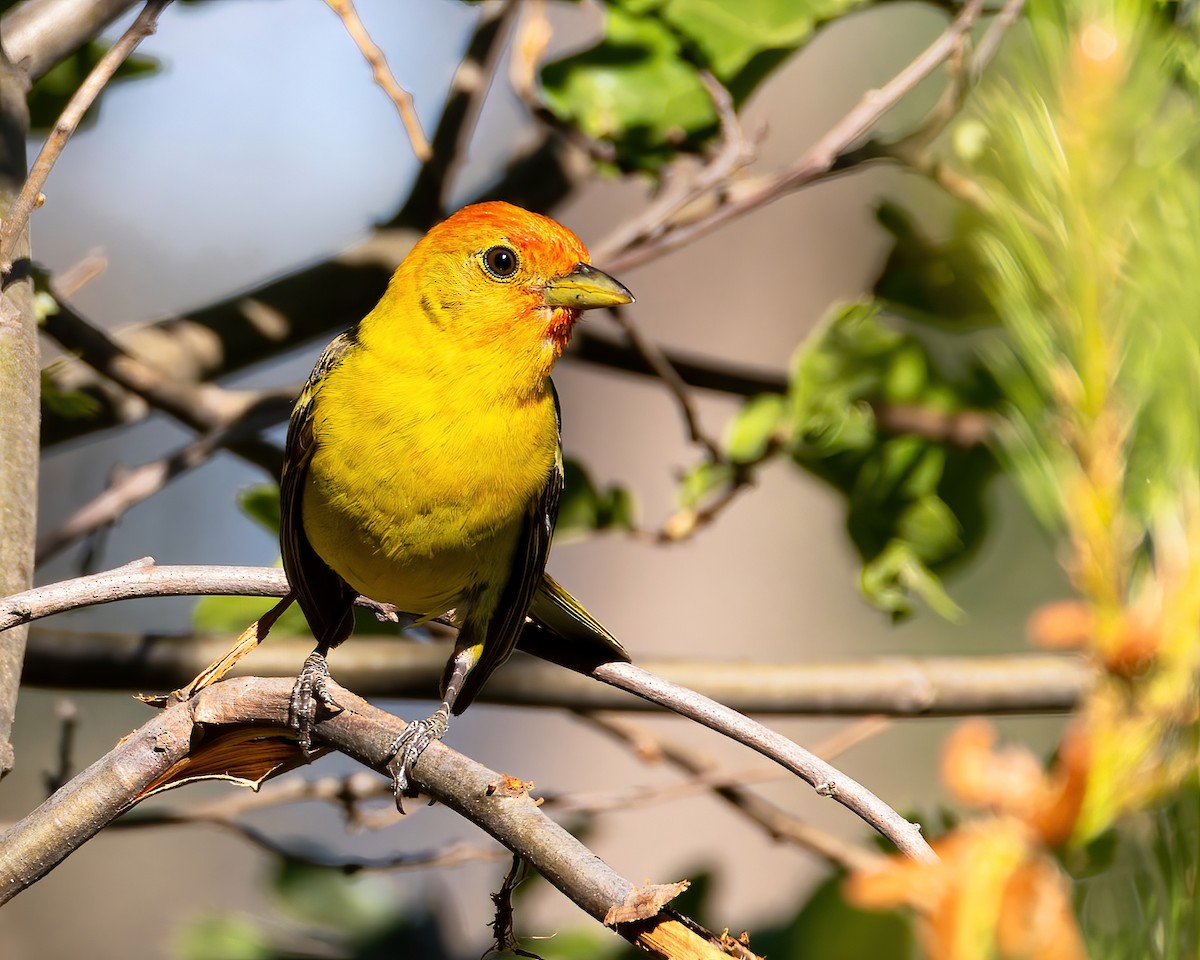 Western Tanager - ML620430454